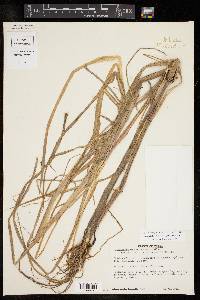 Echinochloa walteri image