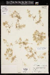 Eragrostis reptans image