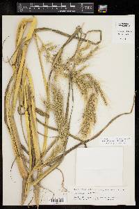 Echinochloa walteri image