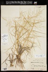 Eragrostis curtipedicellata image