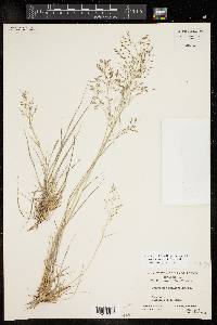 Eragrostis swallenii image