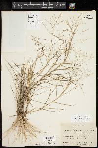 Eragrostis curtipedicellata image