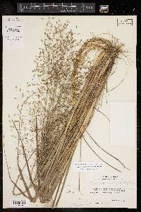 Eragrostis trichodes image