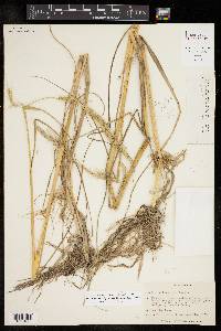 Echinochloa polystachya image