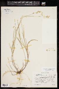 Melica mutica image