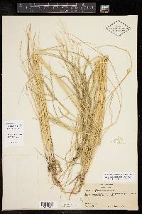 Diplachne fusca subsp. fascicularis image