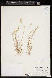 Hordeum pusillum image