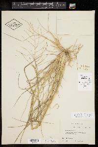 Diplachne fusca subsp. fascicularis image