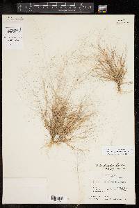 Muhlenbergia fragilis image