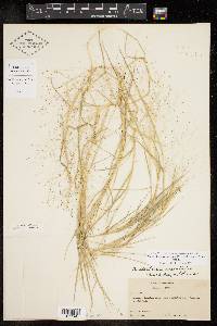 Muhlenbergia asperifolia image