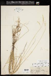 Festuca ligulata image