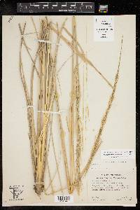 Muhlenbergia lindheimeri image