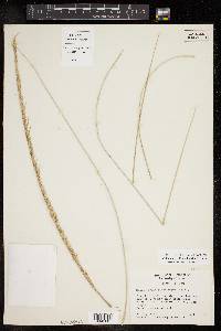 Muhlenbergia lindheimeri image