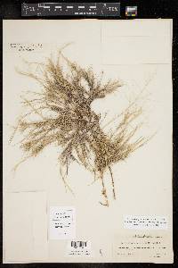 Muhlenbergia arenacea image