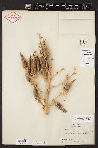 Yucca thompsoniana image