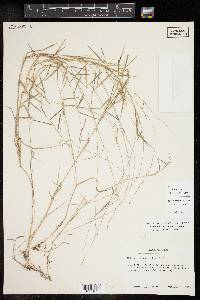 Muhlenbergia schreberi image