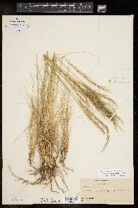 Muhlenbergia setifolia image