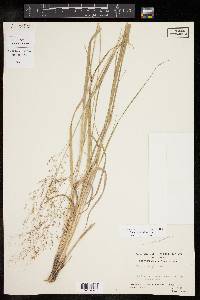 Panicum bergii image