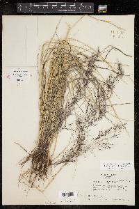 Muhlenbergia rigida image