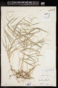 Muhlenbergia sobolifera image