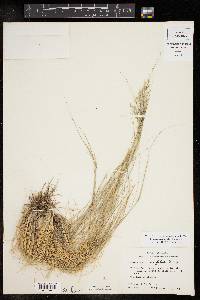 Muhlenbergia setifolia image