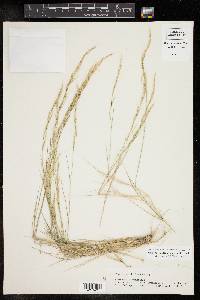 Muhlenbergia tenuifolia image