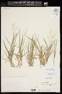 Panicum diffusum image