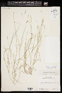 Kellochloa brachyantha image