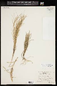 Muhlenbergia utilis image