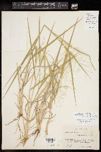 Panicum hallii image