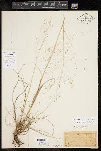 Muhlenbergia reverchonii image