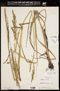 Paspalum dilatatum image