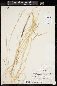 Panicum repens image