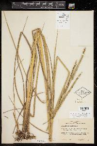 Paspalum floridanum image