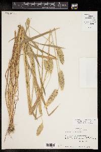 Phalaris caroliniana image