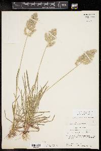 Poa arachnifera image