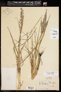 Poa arachnifera image