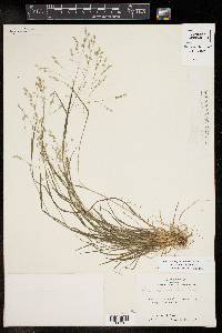 Poa autumnalis image