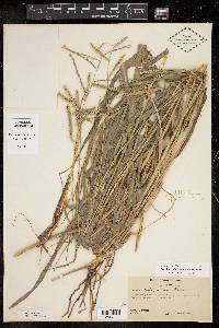 Paspalum pubiflorum image