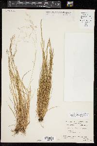 Agrostis elliottiana image