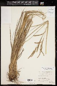 Paspalum plicatulum image