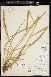 Paspalum urvillei image