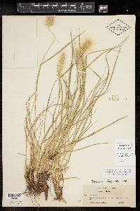 Pennisetum villosum image