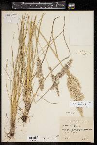 Poa arachnifera image