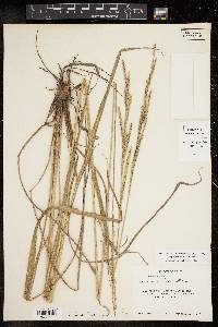 Paspalum urvillei image