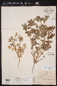 Nemophila phacelioides image