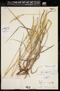 Paspalum floridanum image