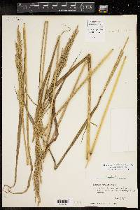 Paspalum urvillei image