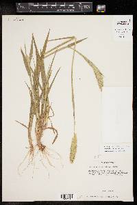 Phalaris caroliniana image