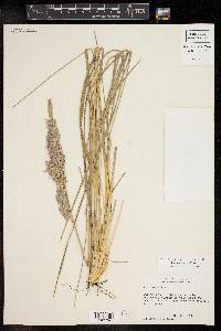 Poa arachnifera image